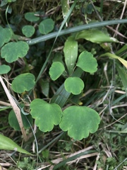 Thalictrum urbainii
