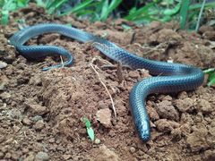 Peters' Earth Snake photo 5