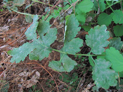 Erysiphe macleayae