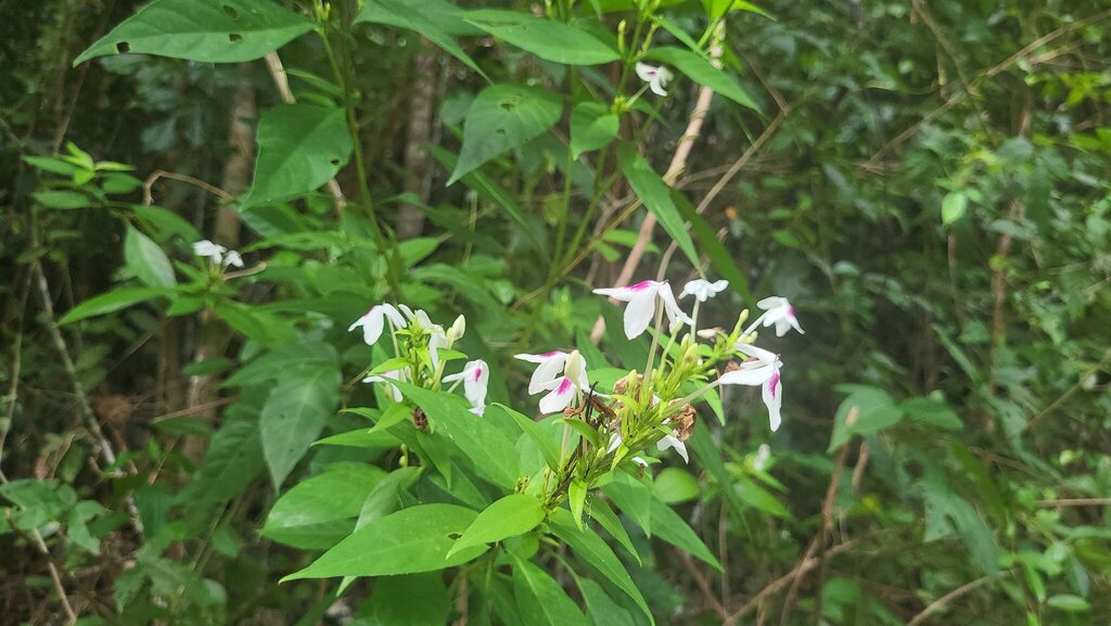 Pseuderanthemum maculatum (Pseuderanthemum maculatum)