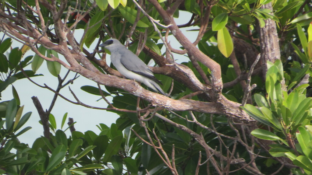 White-bellied Cuckoo-shrike (Coracina papuensis)