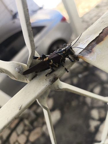Soldier Grasshopper