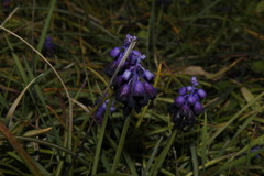 Muscari commutatum