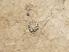 Ariocarpus kotschoubeyanus