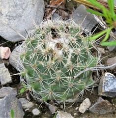 Coryphantha durangensis