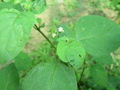 Solanum americanum
