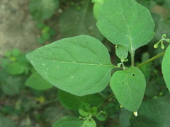 Solanum americanum