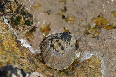Scutellastra granularis image