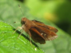 Hesperiinae