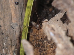 Scytodes fusca