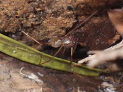 Scytodes fusca