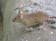 Mus musculus