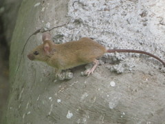 Mus musculus