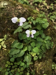 Viola nagasawae