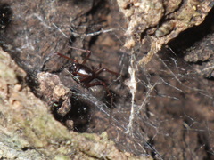 Scytodes fusca