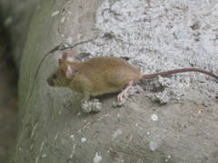 Mus musculus