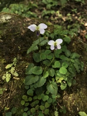 Viola nagasawae