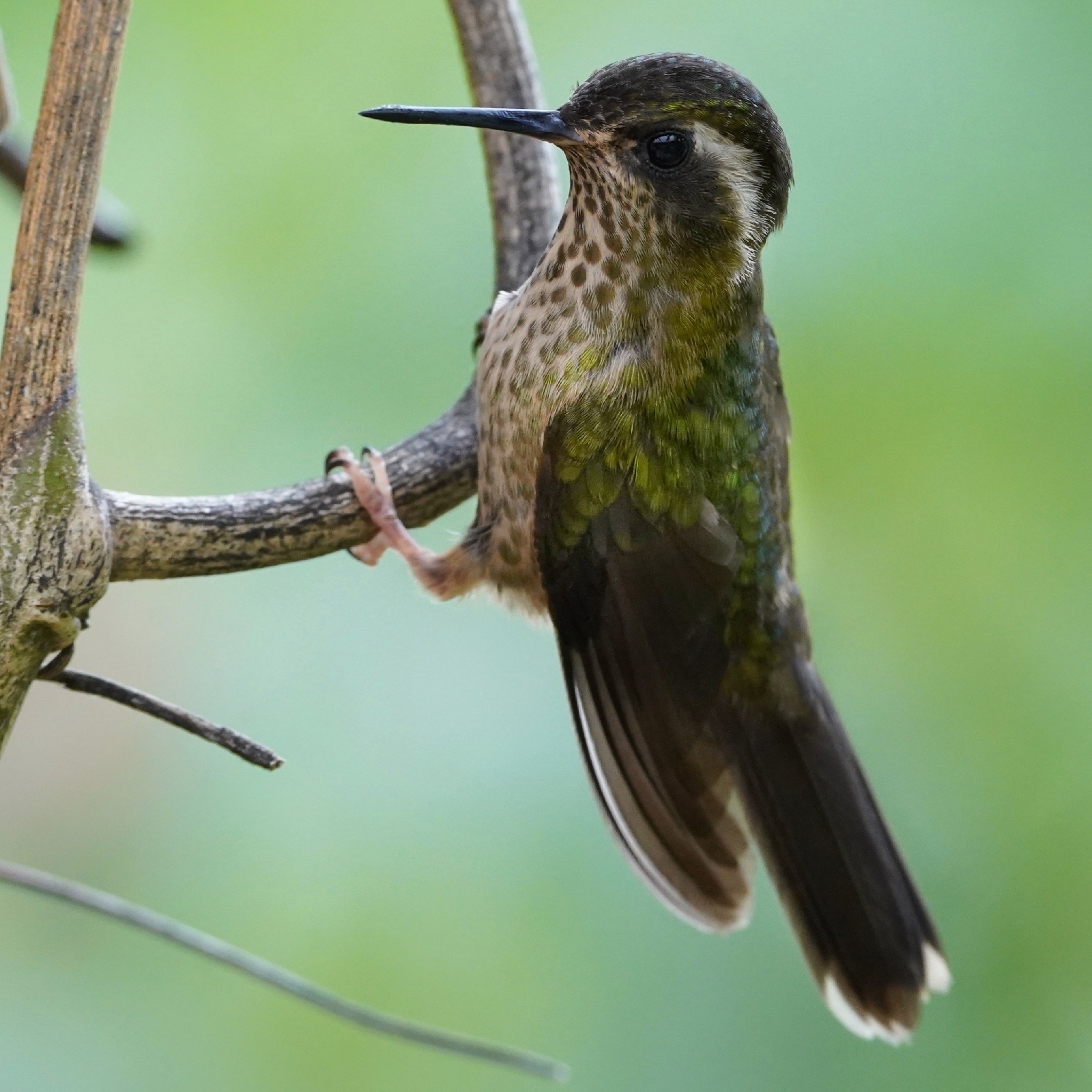 Speckled Hummingbird (Adelomyia melanogenys), photo 7