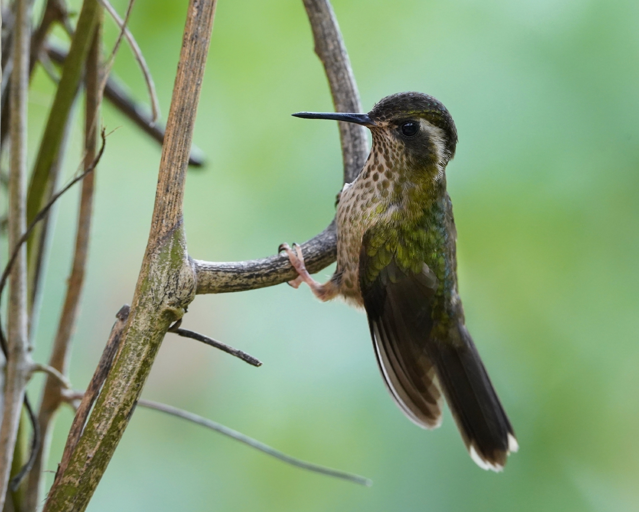 Speckled Hummingbird (Adelomyia melanogenys), photo 8