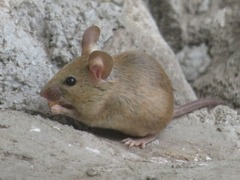 Mus musculus