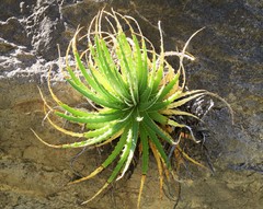 Hechtia texensis