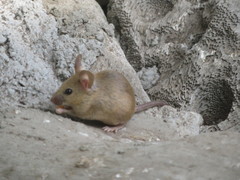 Mus musculus