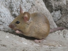 Mus musculus