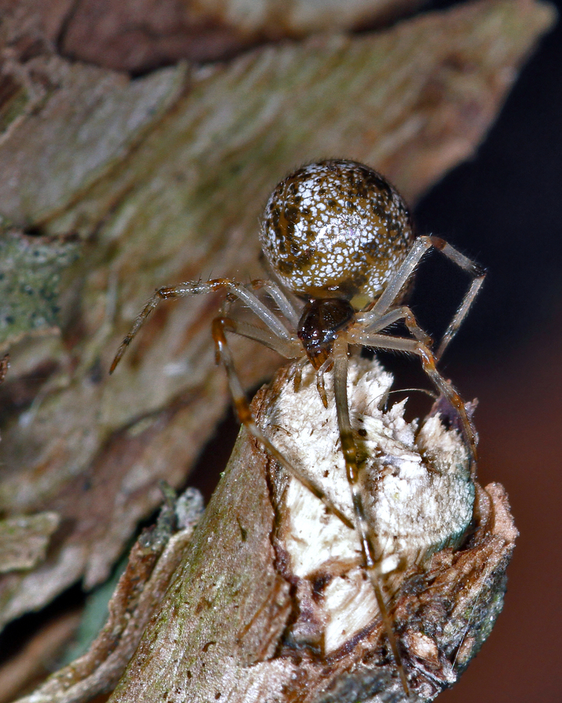 Cryptachaea riparia