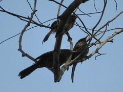 Campylorhynchus fasciatus