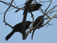 Campylorhynchus fasciatus