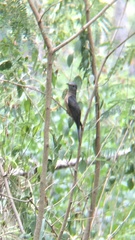 Cacomantis variolosus sepulcralis