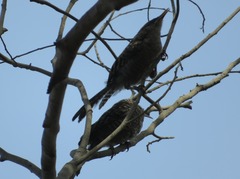 Campylorhynchus fasciatus