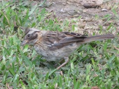 Zonotrichia capensis