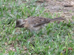 Zonotrichia capensis