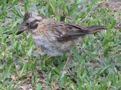 Zonotrichia capensis