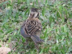 Zonotrichia capensis