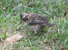 Zonotrichia capensis