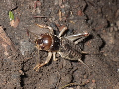 Tarbinskiellus portentosus