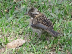 Zonotrichia capensis