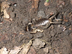 Tarbinskiellus portentosus