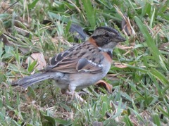 Zonotrichia capensis