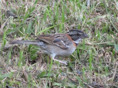 Zonotrichia capensis