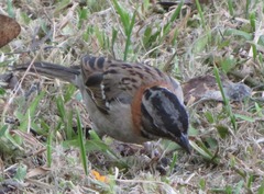 Zonotrichia capensis