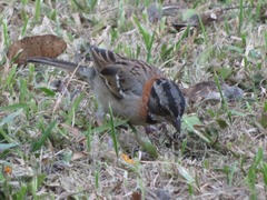 Zonotrichia capensis