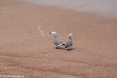 Leucophaeus modestus