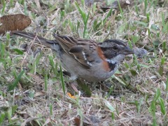 Zonotrichia capensis