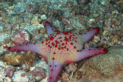 Pentaceraster alveolatus