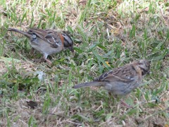 Zonotrichia capensis