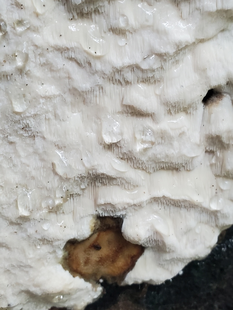 Lentoporia carbonica