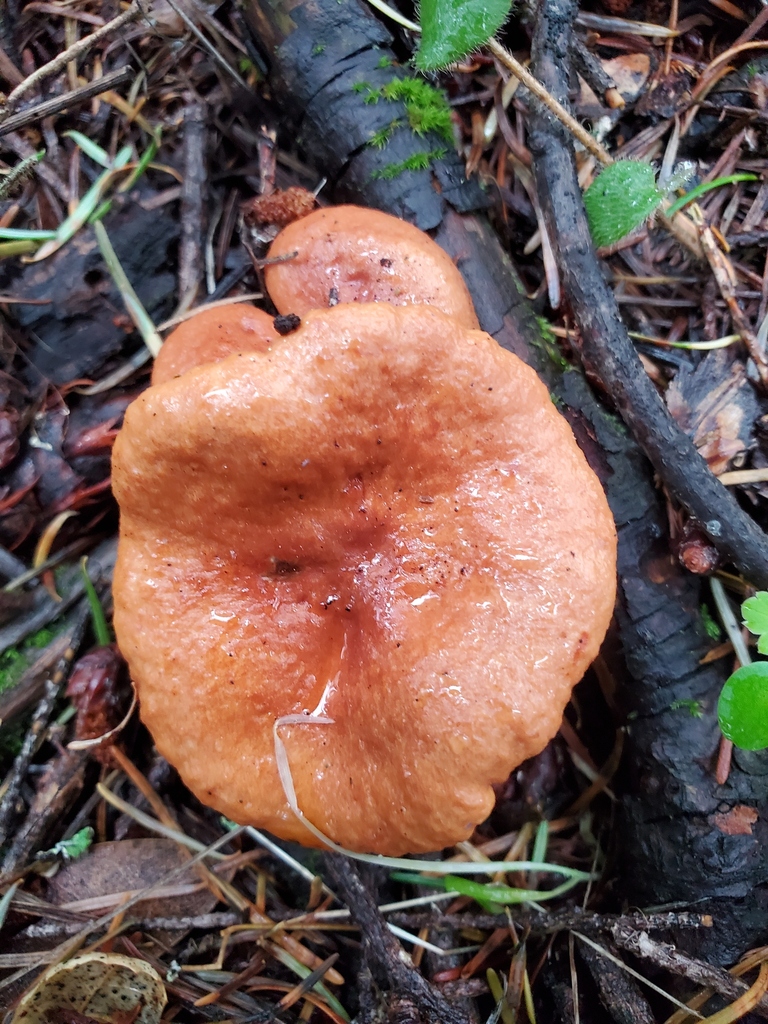 Lactarius rubidus · February 2026 · photo: © arlenedevitt (iNaturalist, cc-by)